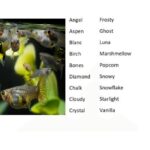 Nombres de peces para tu Guppy