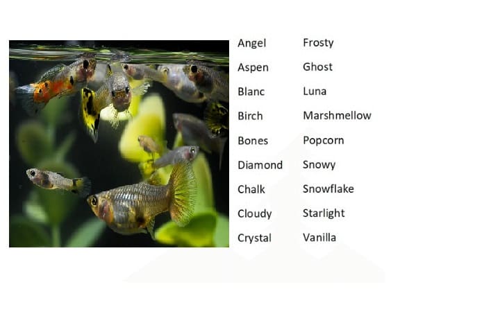 Nombres de peces para tu Guppy
